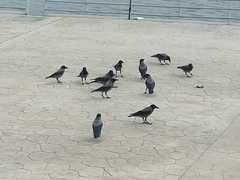 Corvus cornix