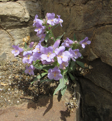Penstemon eriantherus