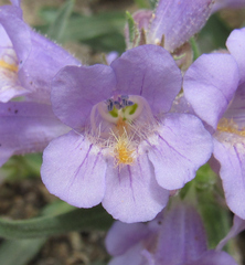 Penstemon eriantherus