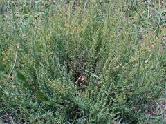 Pollichia campestris