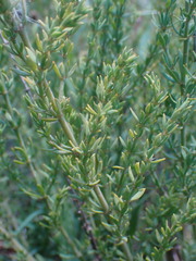 Pollichia campestris