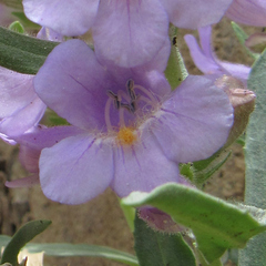 Penstemon eriantherus
