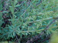 Pollichia campestris