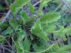 Nidorella podocephala