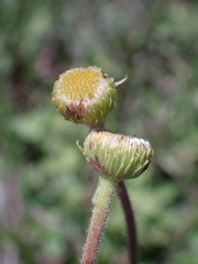 Nidorella podocephala