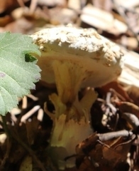 Amanita magniverrucata