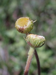 Nidorella podocephala