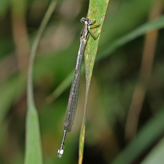 Labidiosticta vallisi