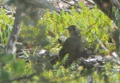 Drymodes brunneopygia