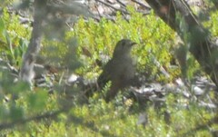 Drymodes brunneopygia