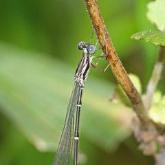 Labidiosticta vallisi