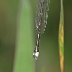 Labidiosticta vallisi