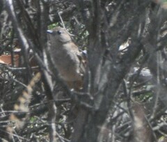 Drymodes brunneopygia