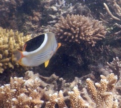 Chaetodon ephippium