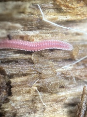 Gosodesmus claremontus