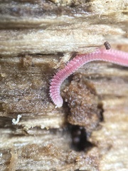 Gosodesmus claremontus