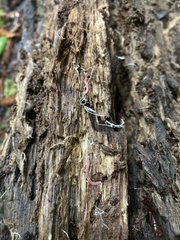 Gosodesmus claremontus