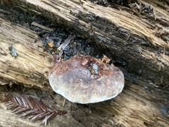 Rhodofomes cajanderi