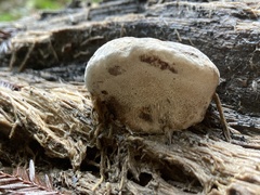 Rhodofomes cajanderi