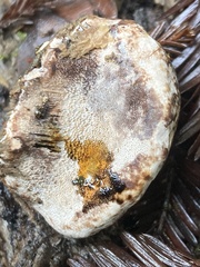 Rhodofomes cajanderi