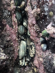 Haliotis cracherodii