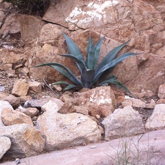 Agave weberi