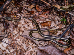 Psammophis orientalis
