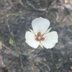 Calochortus bruneaunis
