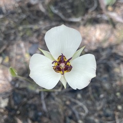 Calochortus bruneaunis