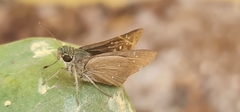 Hesperiidae