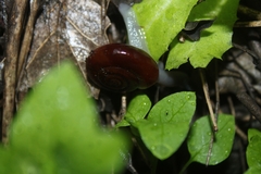 Glyptostoma gabrielense