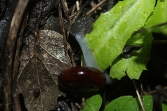 Glyptostoma gabrielense