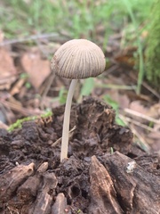 Coprinellus impatiens