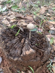 Coprinellus impatiens