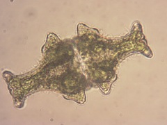 Euastrum insigne