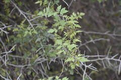 Serjania brachycarpa