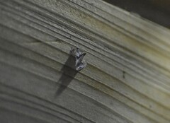 Plusiodonta compressipalpis