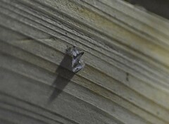 Plusiodonta compressipalpis