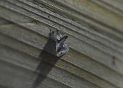 Plusiodonta compressipalpis