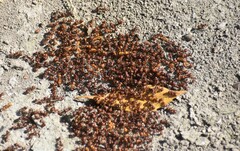 Pogonomyrmex barbatus