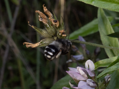 Anthophora alluaudi