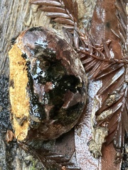 Rhodofomes cajanderi