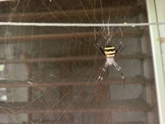 Argiope aetherea