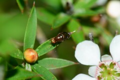 Steganopsis melanogaster