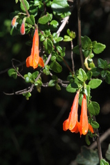 Clinopodium mexicanum