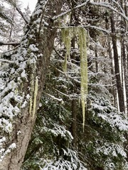 Alectoria sarmentosa