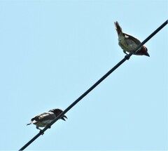 Lybius torquatus torquatus