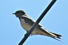 Hirundo rustica rustica