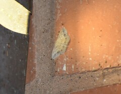 Scopula umbilicata