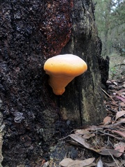 Piptoporus australiensis